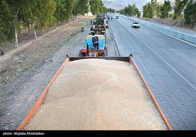 آغاز برداشت کشت‌های دیم در خوزستان