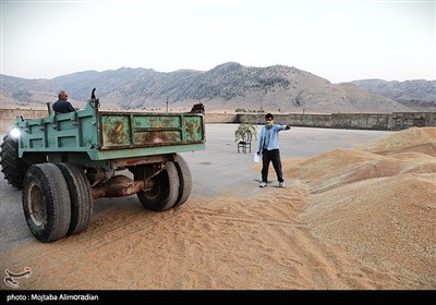 آغاز برداشت کشت‌های دیم در خوزستان