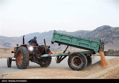آغاز برداشت کشت‌های دیم در خوزستان