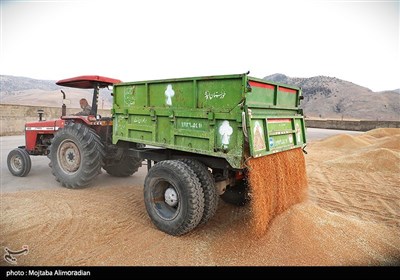 آغاز برداشت کشت‌های دیم در خوزستان
