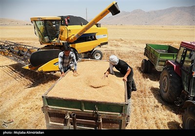 آغاز برداشت کشت‌های دیم در خوزستان