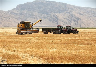 آغاز برداشت کشت‌های دیم در خوزستان
