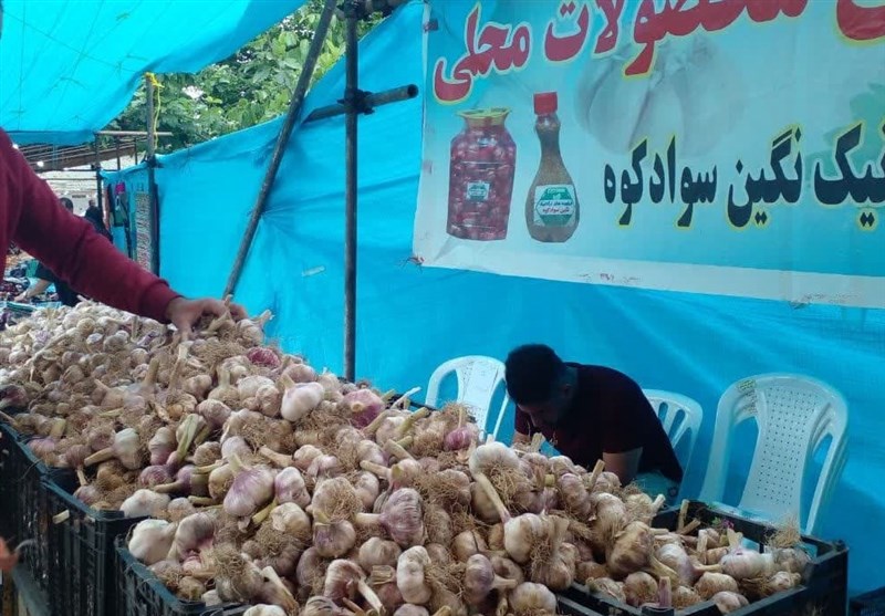  طعم تند سیر اَتو در بازار فروش/ سیر سوادکوه برند ملی شد 