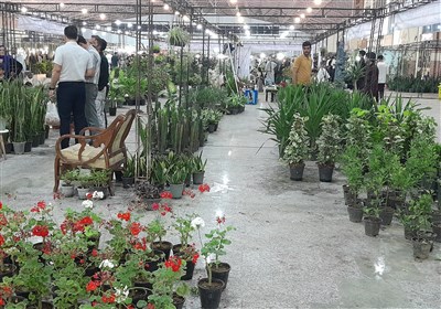 نمايشگاه،گل،فروش،بيرجند،غرفه،گياه،رساني،اطلاع،شهري،استان،خرا ...