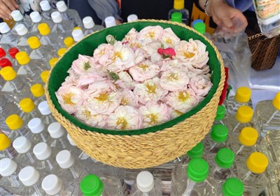 محمدي،گل،شفت،گلاب،گيلان،جشنواره،روستايي،شهرستان،كشاورزي،تولي ...