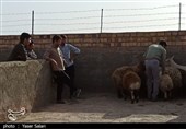 راهاندازی میدان دام زنده گناباد محرک اقتصادی صنعت دامپروری