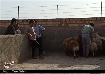 دام،دامداران،شهرستان،گناباد،ميدان،دامپروري،راس،مجدد