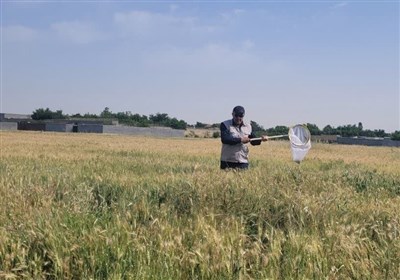 سن،آفت،غلات،مزارع،گندم،جهاد،مشهد،كشاورزي،كشاورزان،سموم،مبارزه