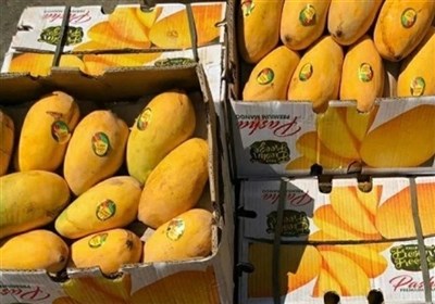 جشنواره،ميناب،ياسمين،انبه،گل،حضور،شكرگزاري،يازدهمين،گردشگران ...