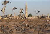 زیارت در بقیع|عطر کربلا میجوشد از مزار جگرگوشه حسن(ع)