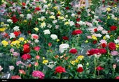 برپایی نمایشگاه گل و گیاه در چهارمحال و بختیاری