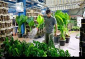 برپایی نمایشگاه گل و گیاه در چهارمحال و بختیاری