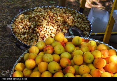 جشنواره توت هوراند؛ طعمی تازه در گردشگری محلی