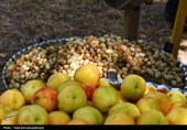 جشنواره توت هوراند؛ طعمی تازه در گردشگری محلی