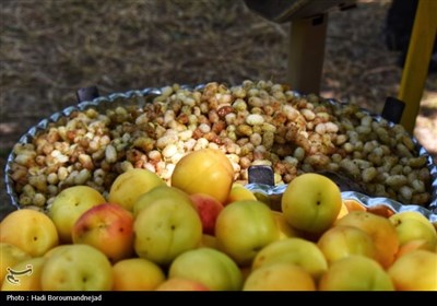 توت،هوراند،بومي،جشنواره،سفيد،محلي،توليد،درصد،فرآوري،آذربايجان