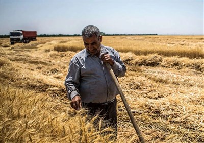 پرداخت،مطالبات،جريمه،بدهند،هاشمي،دولت،سازمان،كشاورزان،گندم،پ ...