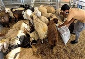 کاهش قیمت دام در عربستان سعودی پیش از عید قربان