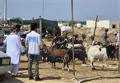 پایش شرعی و بهداشتی قربانیها در سیستان و بلوچستان