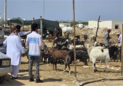 شرعي،دامپزشكي،استان،ذبح،روز،ناظرين،بلوچستان،سيستان