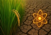 تولید برنج مقاوم به خشکی در ایران با فناوری هسته‌ای