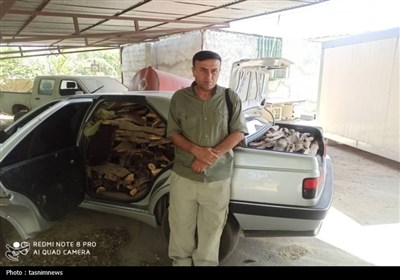 متخلف،تسنيم،هيزم،گچساران،جنگلي