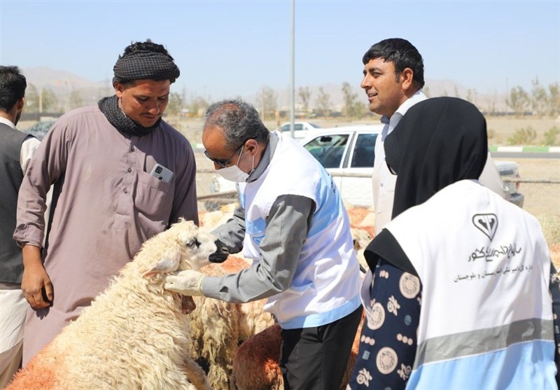 ورود 27 هزار رأس دام زنده به سیستان وبلوچستان برای عید قربان