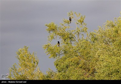 منطقه حفاظت شده تالاب نوروزلو میاندوآب