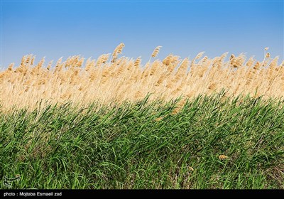 منطقه حفاظت شده تالاب نوروزلو میاندوآب