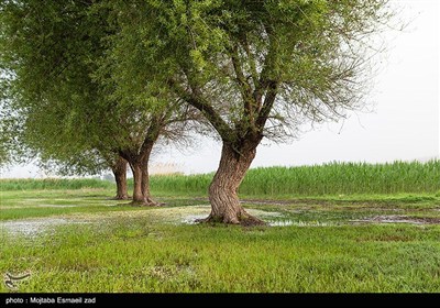 منطقه حفاظت شده تالاب نوروزلو میاندوآب