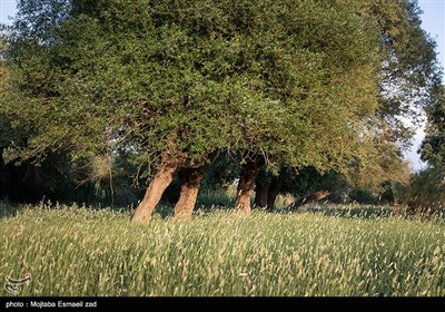 منطقه حفاظت شده تالاب نوروزلو میاندوآب