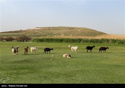 منطقه حفاظت شده تالاب نوروزلو میاندوآب