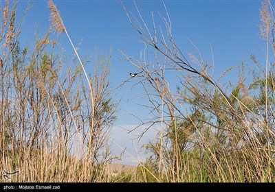منطقه حفاظت شده تالاب نوروزلو میاندوآب