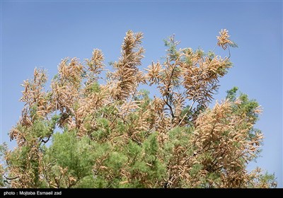 منطقه حفاظت شده تالاب نوروزلو میاندوآب