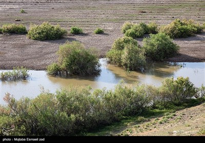منطقه حفاظت شده تالاب نوروزلو میاندوآب