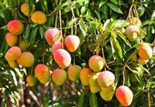 هسته‌ای در کشاورزی – 4| کاهش مؤثر ضایعات با پرتودهی هسته‌ای