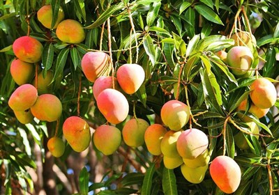 هسته‌ای در کشاورزی – 4| کاهش مؤثر ضایعات با پرتودهی هسته‌ای