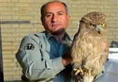 قاتل محیط‌بان &quot;هدایت‌الله دیده‌بان&quot; دستگیر شد