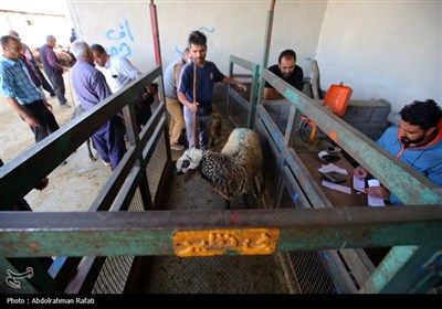 بازار فروش دام در آستانه عید قربان -همدان