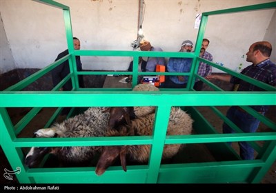 بازار فروش دام در آستانه عید قربان -همدان