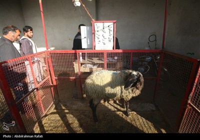 بازار فروش دام در آستانه عید قربان -همدان