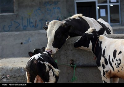 بازار فروش دام در آستانه عید قربان -همدان