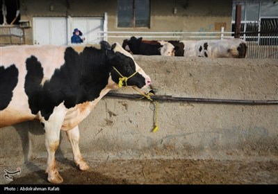 بازار فروش دام در آستانه عید قربان -همدان