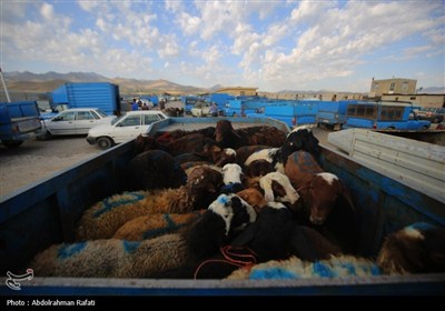 بازار فروش دام در آستانه عید قربان -همدان