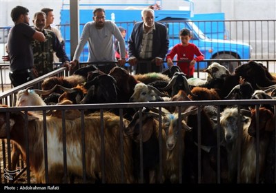 شرعي،دام،بهداشت،15،عرضه،قربان