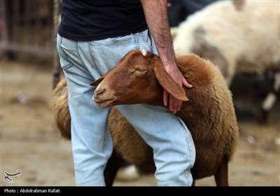 بازار فروش دام در آستانه عید قربان -همدان