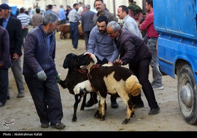 بازار فروش دام در آستانه عید قربان -همدان