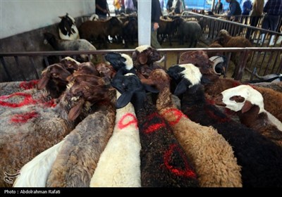 بازار فروش دام در آستانه عید قربان -همدان
