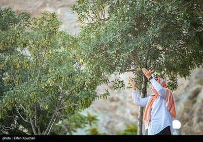 مراسم دعای عرفه در کهف الشهدا