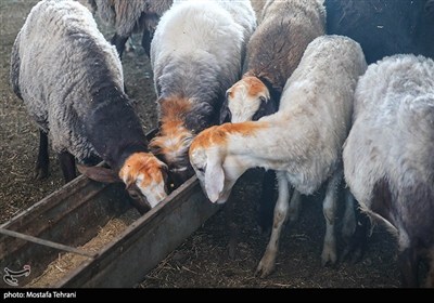بازار فروش دام در آستانه عید قربان