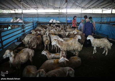 بازار فروش دام در آستانه عید قربان